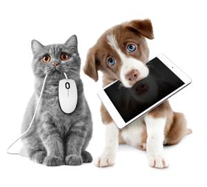 cat and dog on computer cat and dog on computer