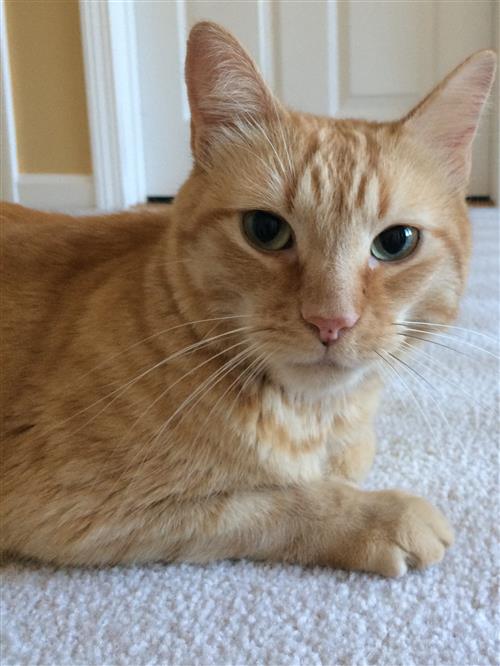 simba 