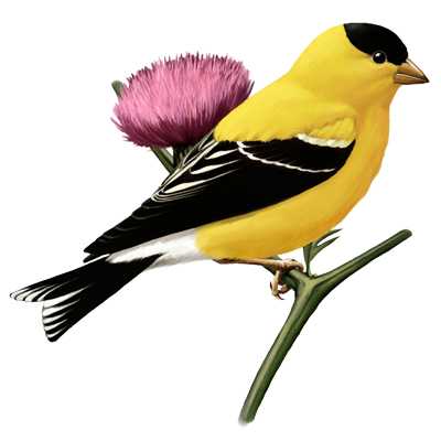 Goldfinch 